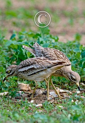 Stone Curlew DM0815